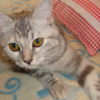 純血種の猫ちゃん