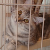 純血種の猫ちゃん サムネイル2