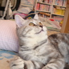 純血種の猫ちゃん サムネイル3