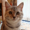 純血種の猫ちゃん サムネイル5