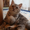 純血種の猫ちゃん サムネイル6