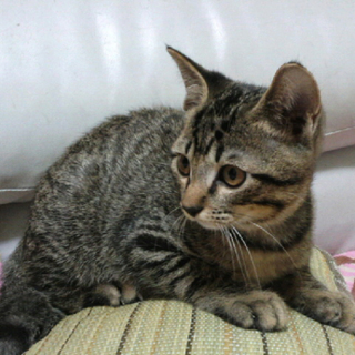 おだやかな仲良し兄弟です