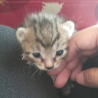 生後３週間ほどの子猫