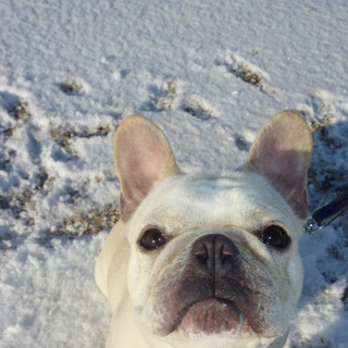 素敵な里親がきまりました