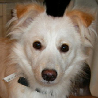 ハデｲ 現在トライアル中