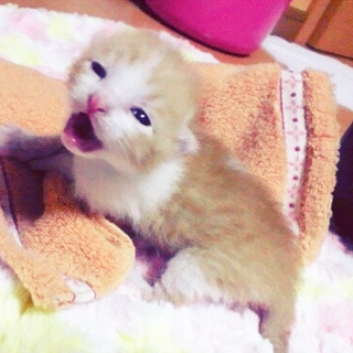 急いでいます(>_<)