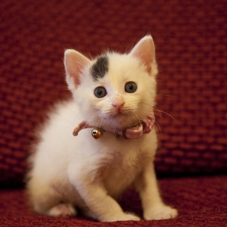 お見合い中　牛柄くるみちゃん（仮）