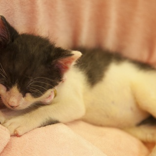 牛柄３兄妹　きなこちゃん(仮)