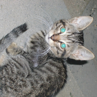 天然ドジっ子甘えんぼです。