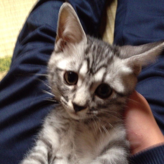 子猫の2匹の里親募集【マルコ】