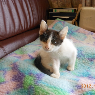 子猫の里親探しています