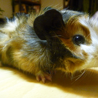 ちびモルちゃん