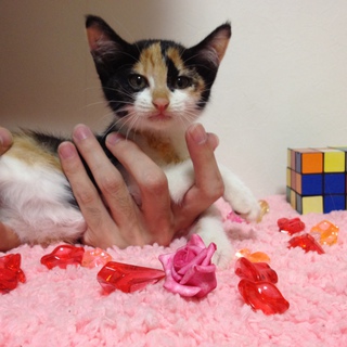 この子の新しい家族が決まりました。