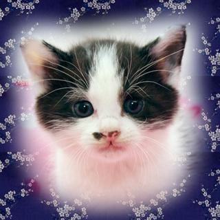 純和風体系・ごま雄君です