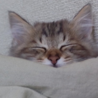 可愛い2歳の女の子!!