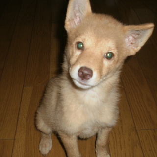 どうか私をよろしく!ウーロンです