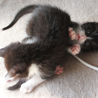 里親を緊急募集！