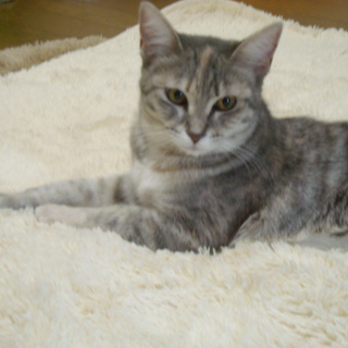 里親さんを探してます。