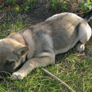 やさしく、人懐っこい仔犬です。