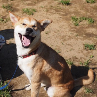 タロ（柴ミックス）