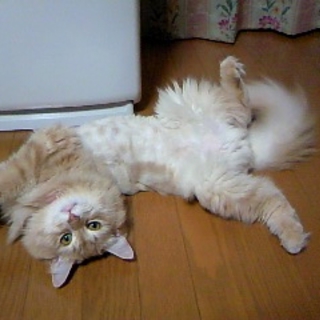 やさしい里親様に巡り会えました！