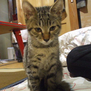 キジトラの女の子達三匹です。一匹だけでも里親募集中です。