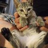 キジトラの女の子達三匹です。一匹だけでも里親募集中です。 サムネイル2