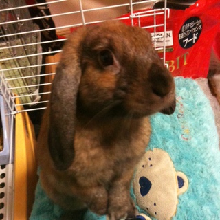 応募頂き有難うございました。里親さん決まりました