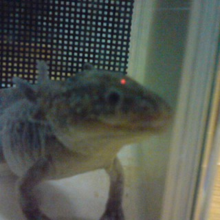 ウーパールーパー(マーブル２匹)の里親募集