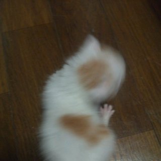 里親募集中です