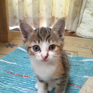 子猫1ヵ月くらいの♀　里親さま募集