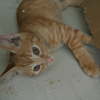 人なれ茶とら軍団！オレ