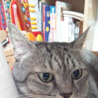 [里親さま決定しました]ありがとうございました！