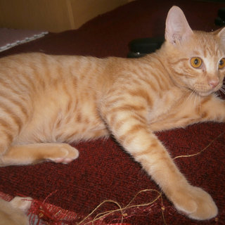 茶トラのトラちゃんです。よろしく