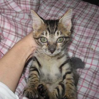 馴れ過ぎにゃんこ ありがとうございました＾＾