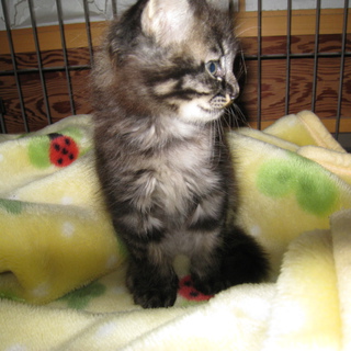 1ヶ月～1ヵ月半　可愛い子猫　里親様急募