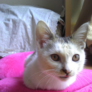 人に親しい子猫