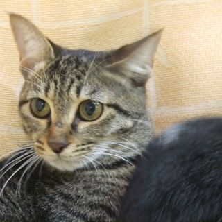 ♪♪恥ずかしがり屋のキジトラちゃん♪♪