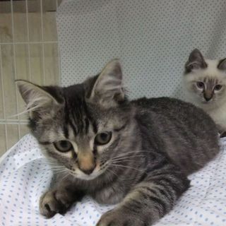 ★★ちょっとふさふさキジちゃんです★★