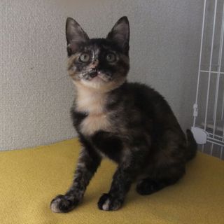 ★★ちびサビーズちゃん③★★