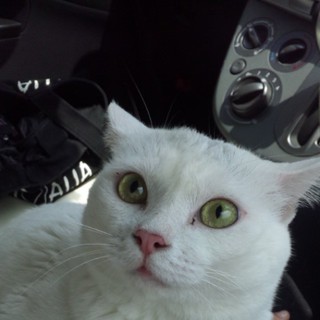 【緊急】１１月中旬までに里親さん募集