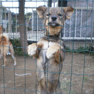 面白い顔のポンちゃんをよろしく！