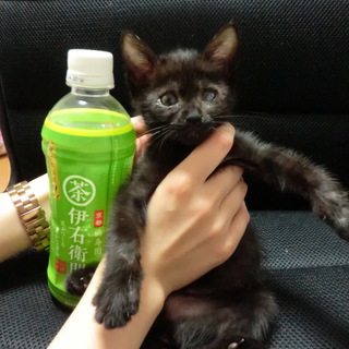 片目をけがしている黒ネコちゃんです