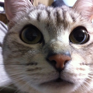 急募「グレトラ猫の里親募集」