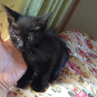 素敵な家族が決まりました！ありがとうございました。