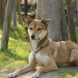 犬が大好きな方へ