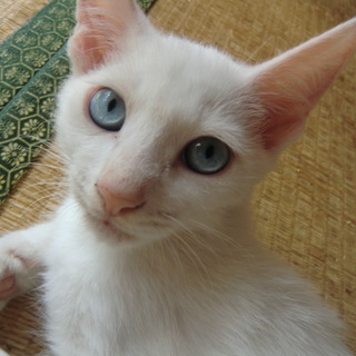 里親様決定しました！ありがとうございました！