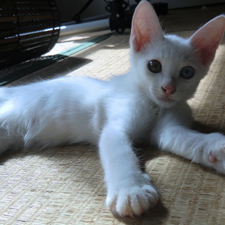 里親様　募集中！