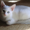 里親様　募集中！ サムネイル2