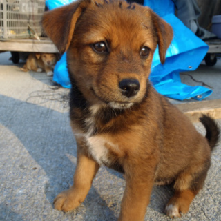 里親が決まりました！幸せになります。お世話になりました。